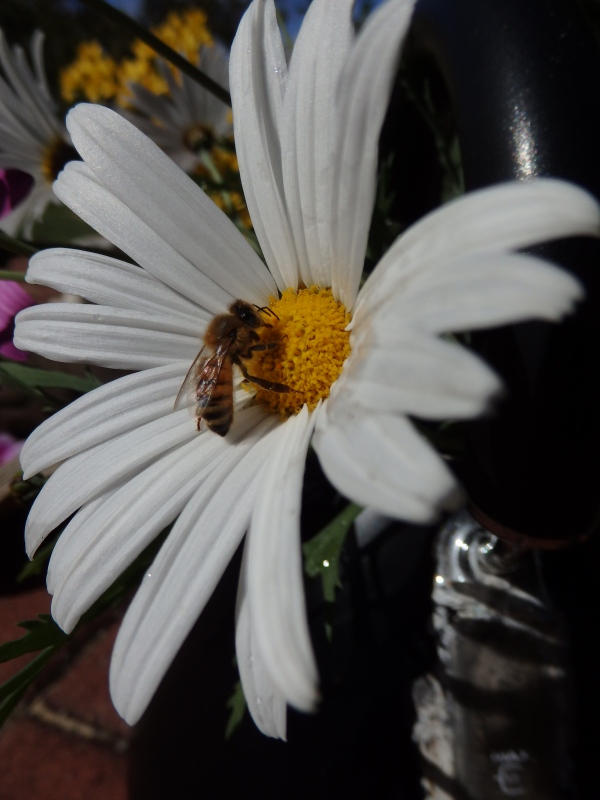 Busy bee collecting nectar & pollen